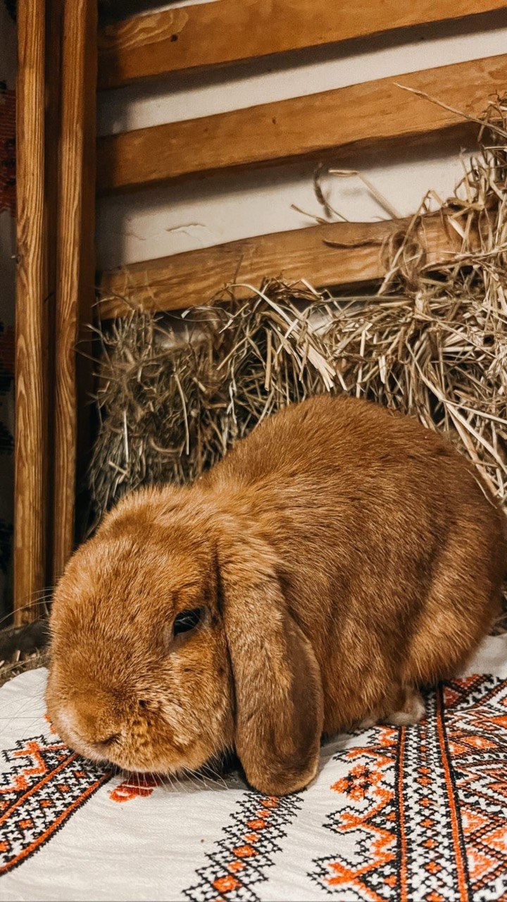 Кузя — декоративный кролик в ресторане Чумацкий Шлях